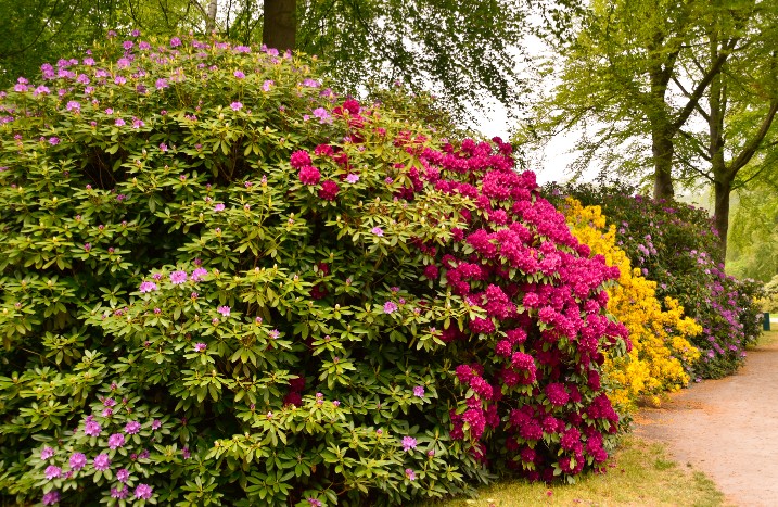 Blühende Hecke in verschiedenen Farben